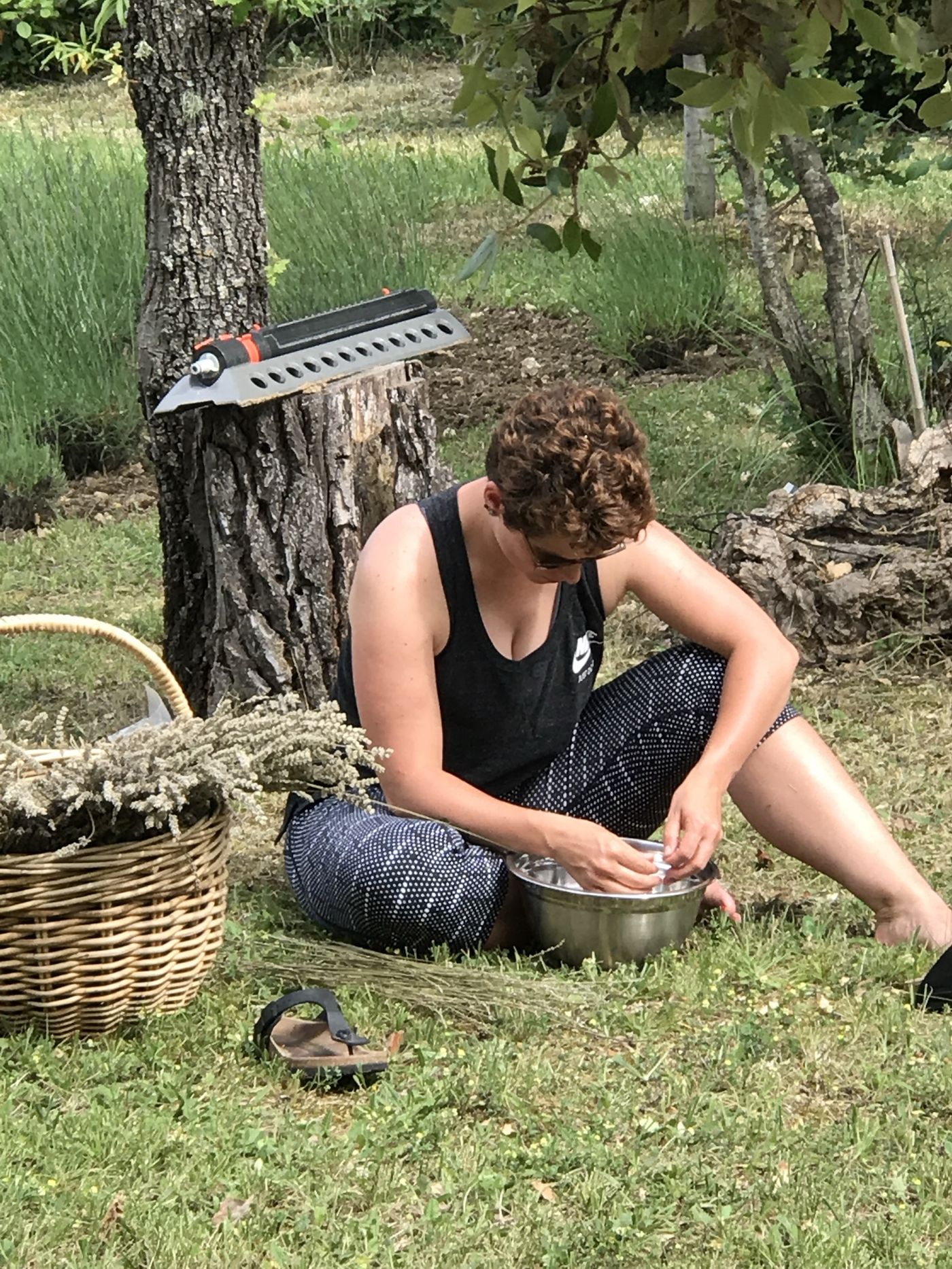 Working with lavender